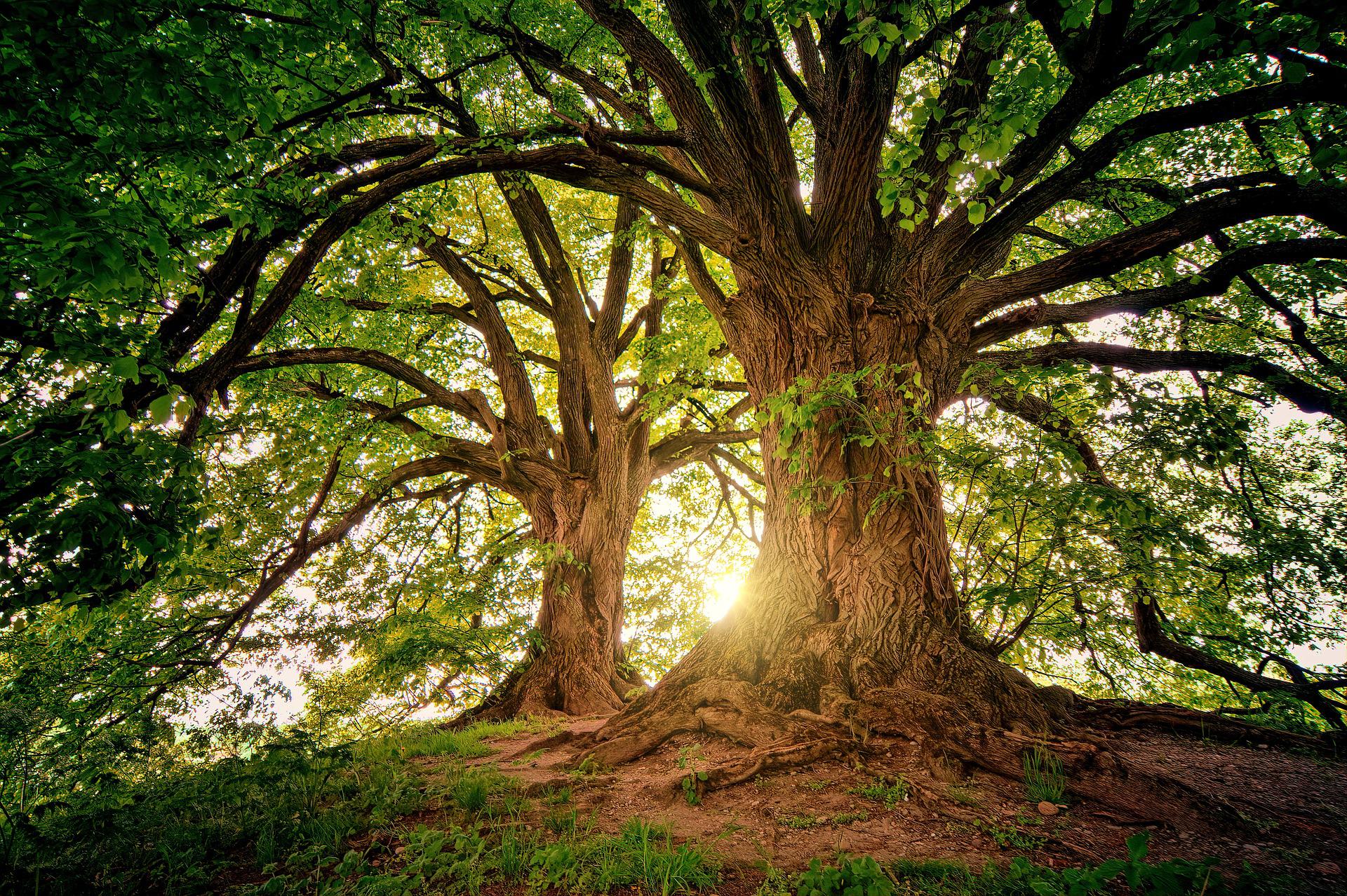 Positives Verbraucherurteil vom europäischen Gerichtshof Baum Wald Sonne Pflanze Blätter Ast Natur Bäume